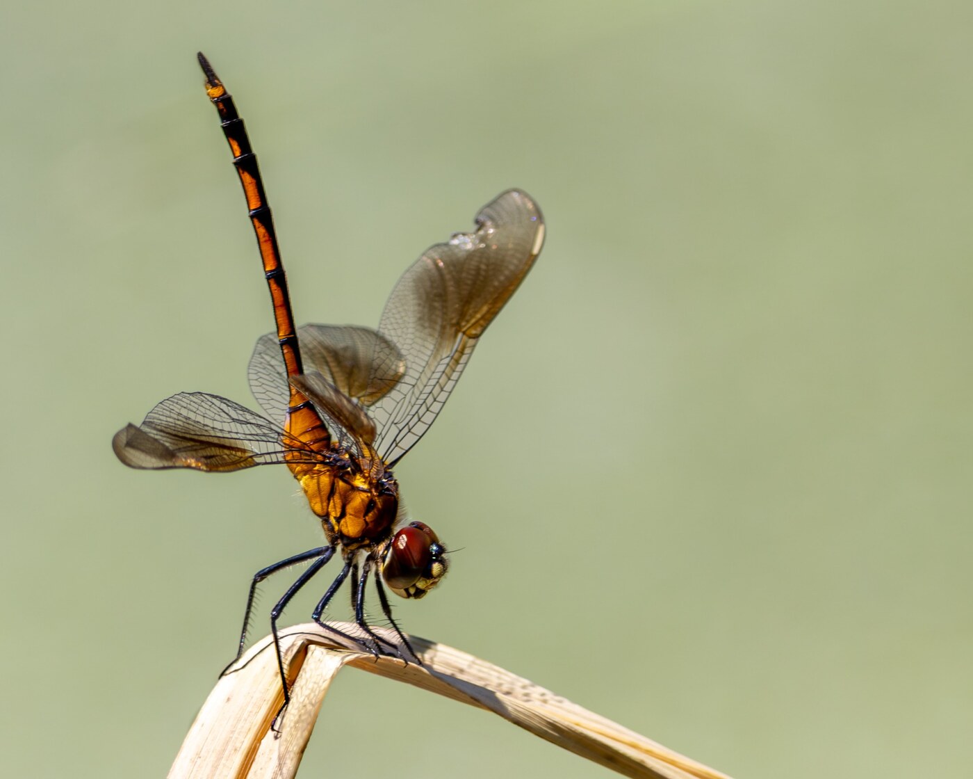 Amber dragonfly resting against a soft sage background