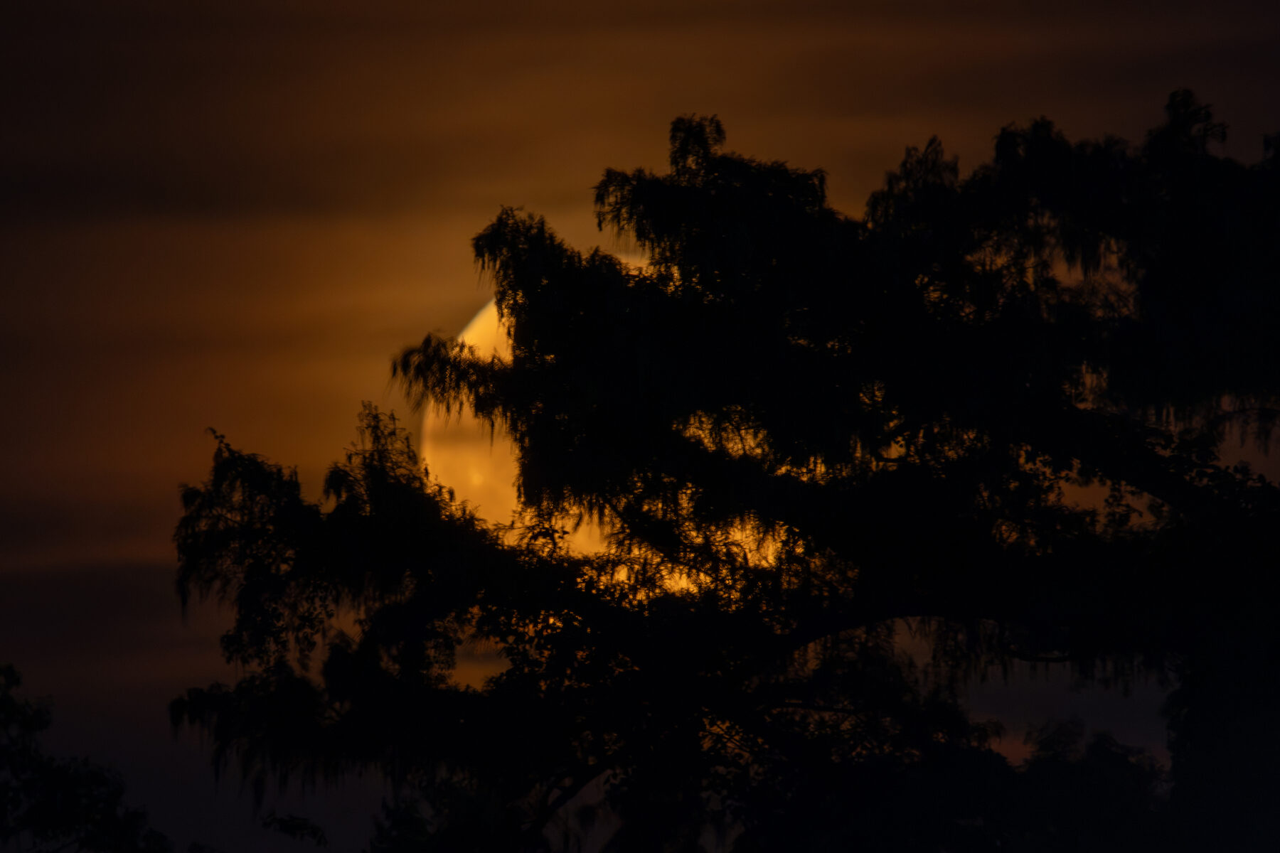 Louisiana moon rising behind a dark tree line