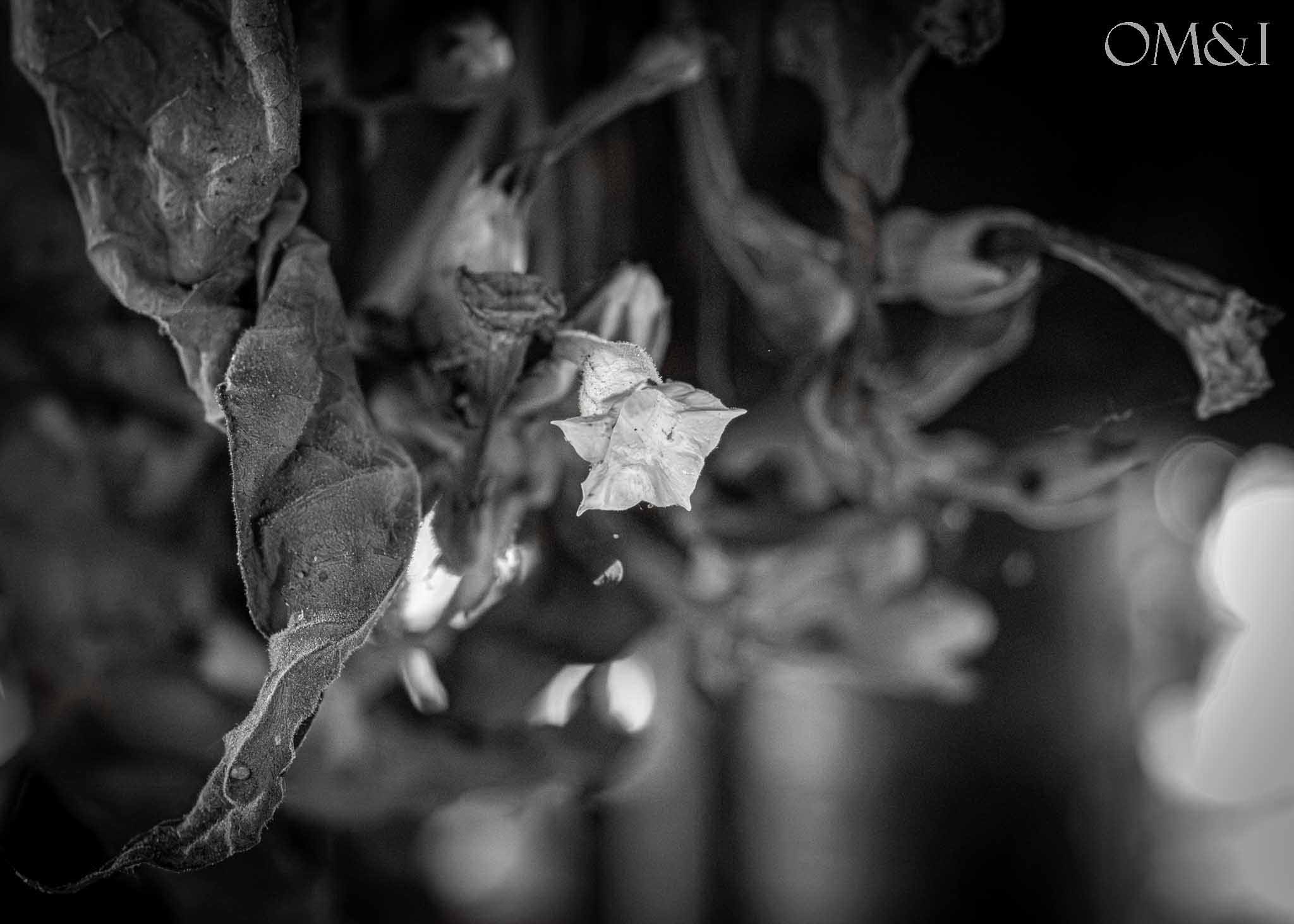 Black-and-white close botanical study with shallow focus