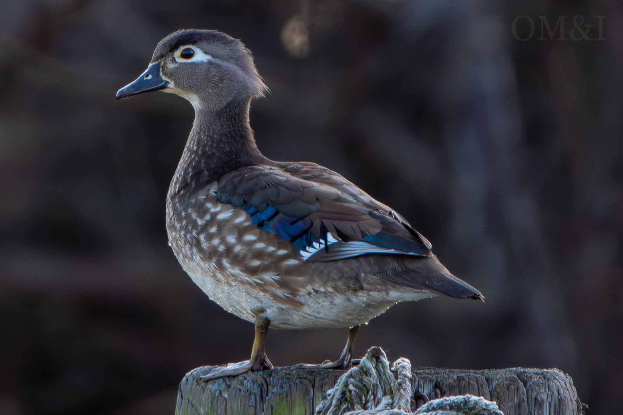 Wood duck perched against a softly blurred natural background