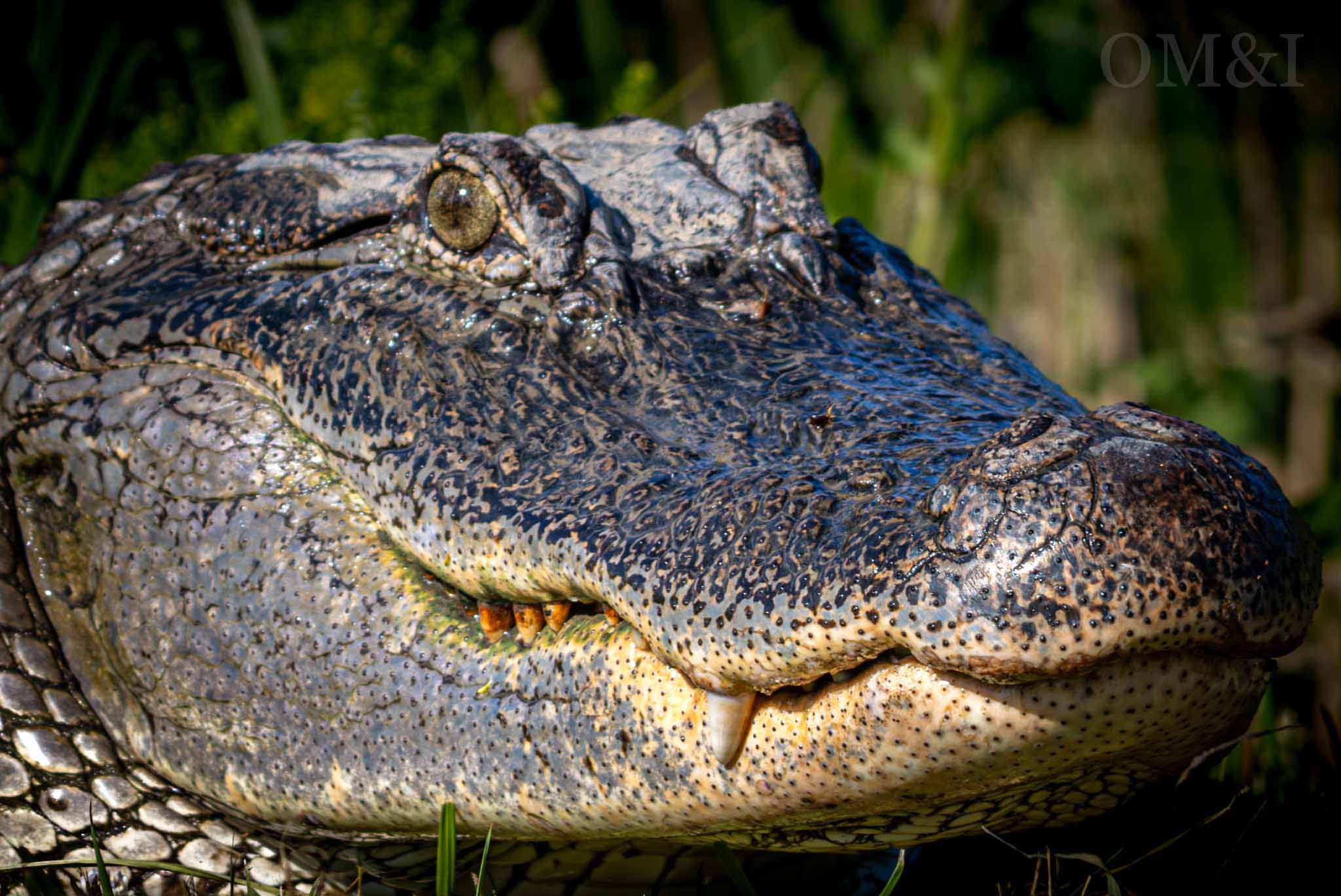 Close portrait of an American alligator in Louisiana marsh light