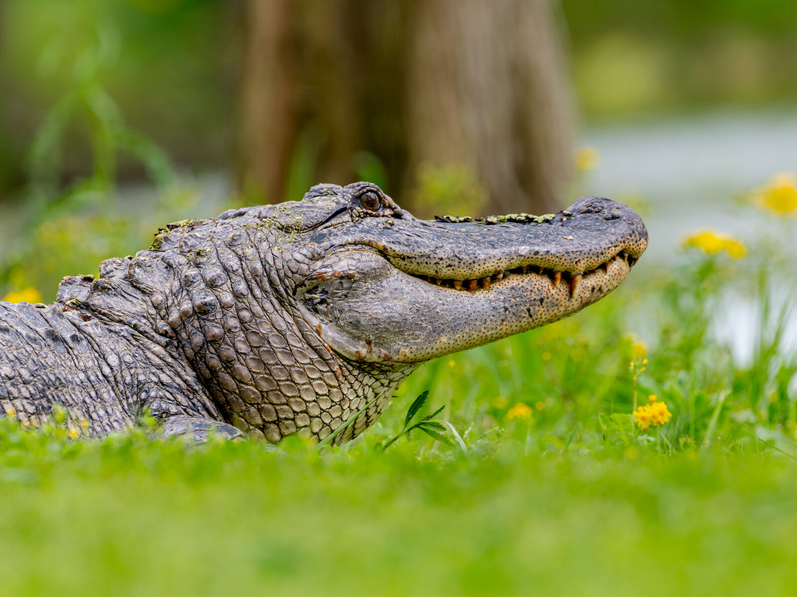 American alligator holding court in spring grass