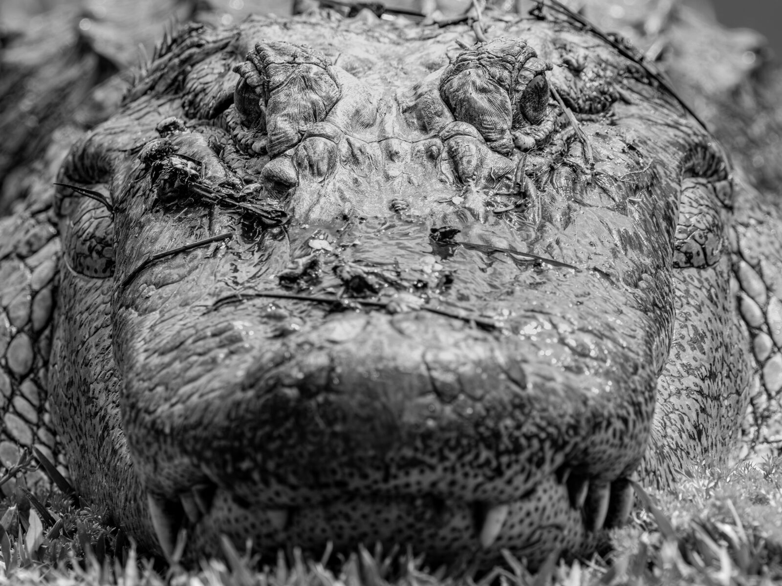 Black-and-white close portrait of an American alligator