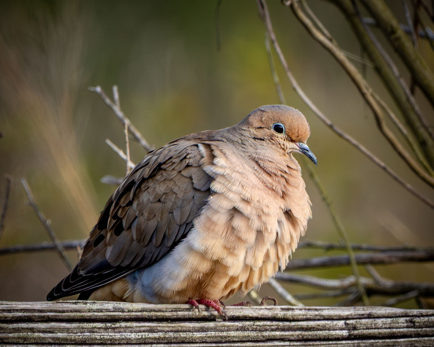 Mourning dove in soft morning light