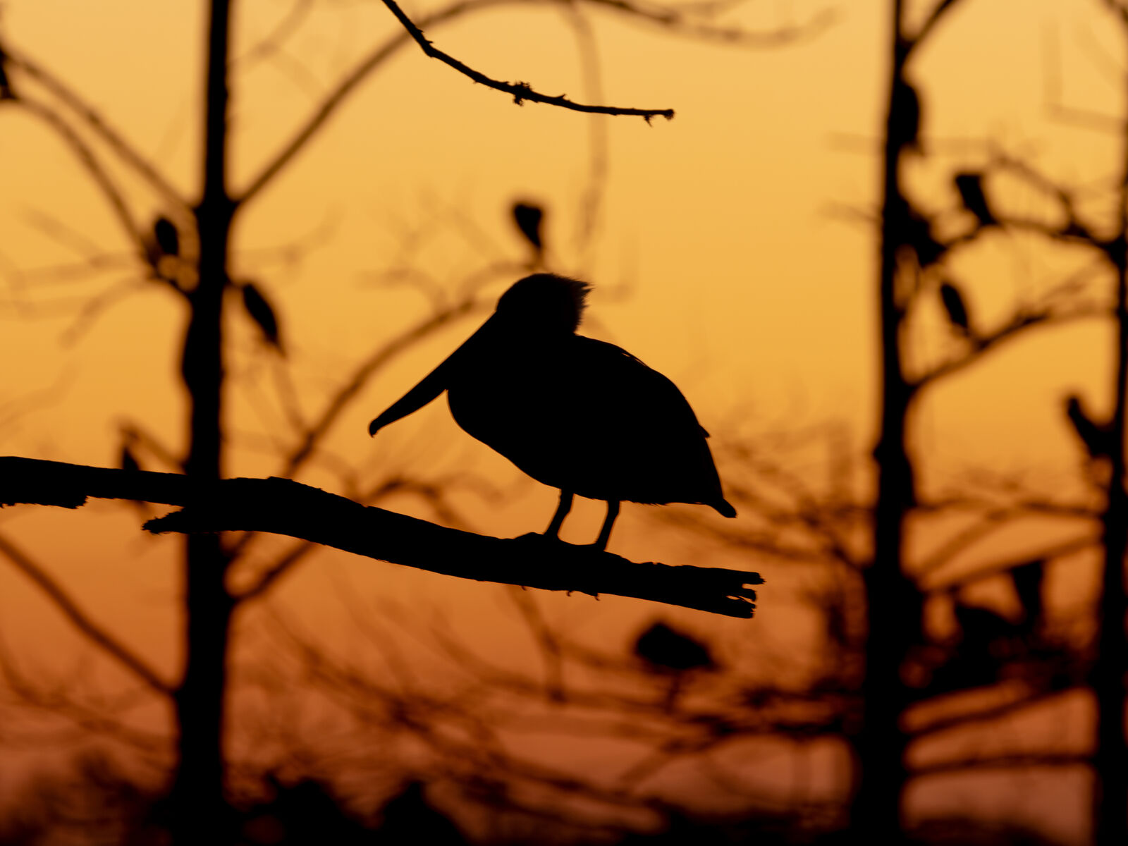 A lone pelican at the close of day