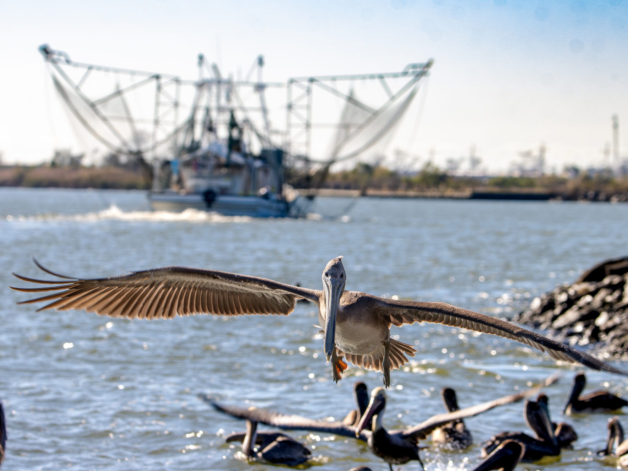 A brown pelican approaches the shoreline with a Louisiana shrimp boat behind it